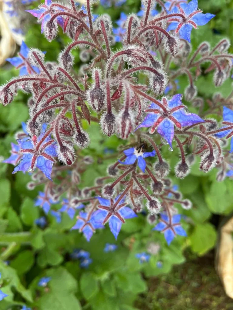 Borage growing at 100 Lights Farm