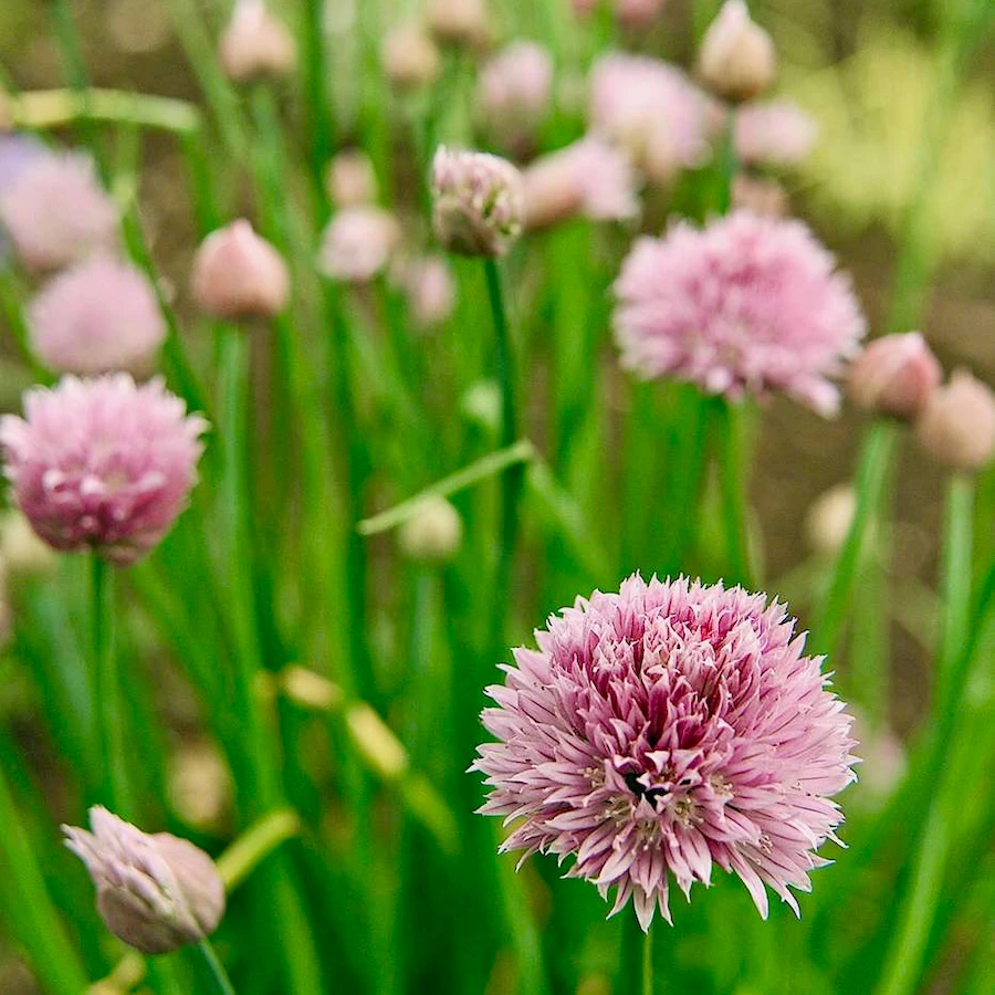 Chives Flowers growing at 100 Lights Farm