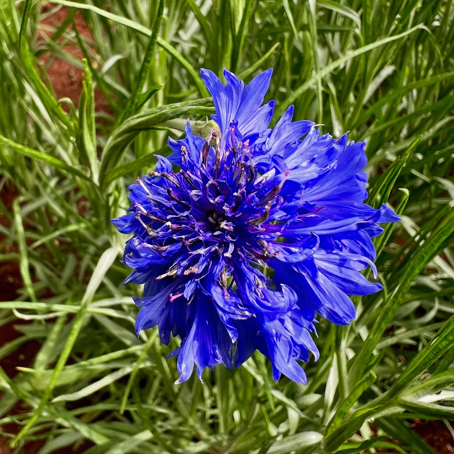 Cornflower-Blue growing at 100 Lights Farm