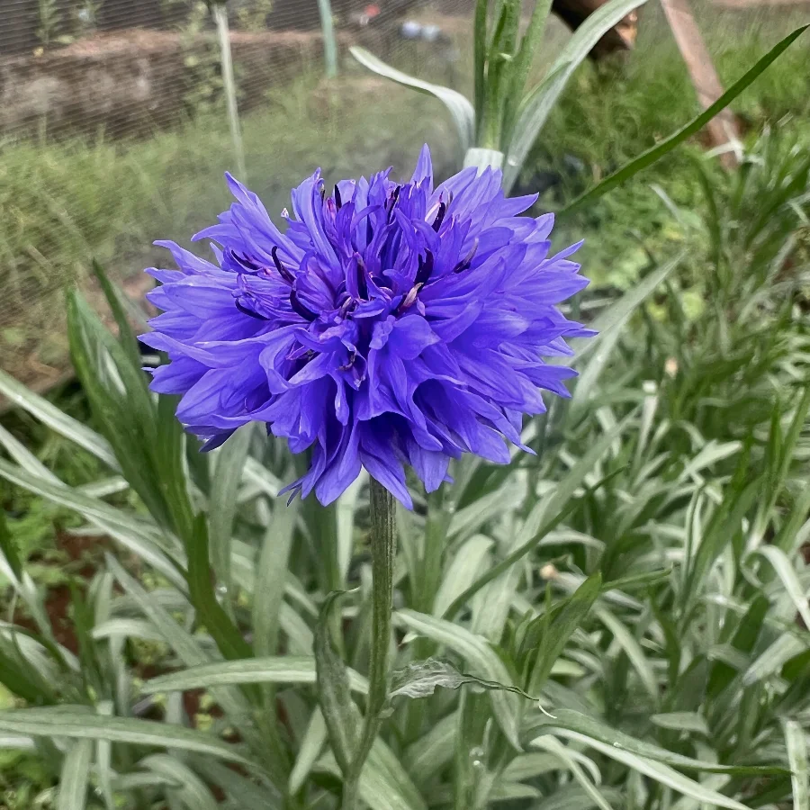 Cornflower-Purplish growing at 100 Lights Farm