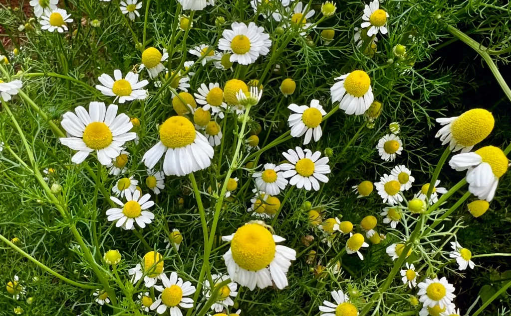 Fresh Chamomile flowers before harvest