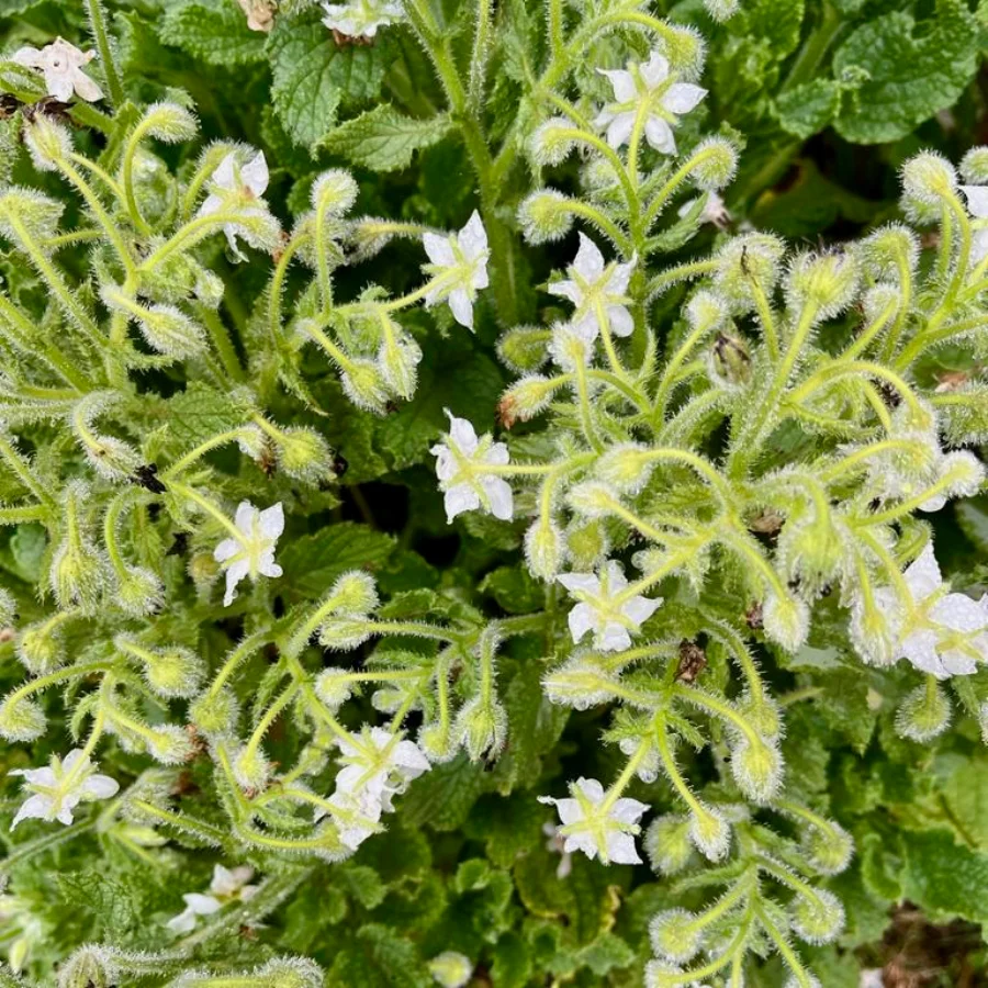 White Borage at 100 Lights Farm